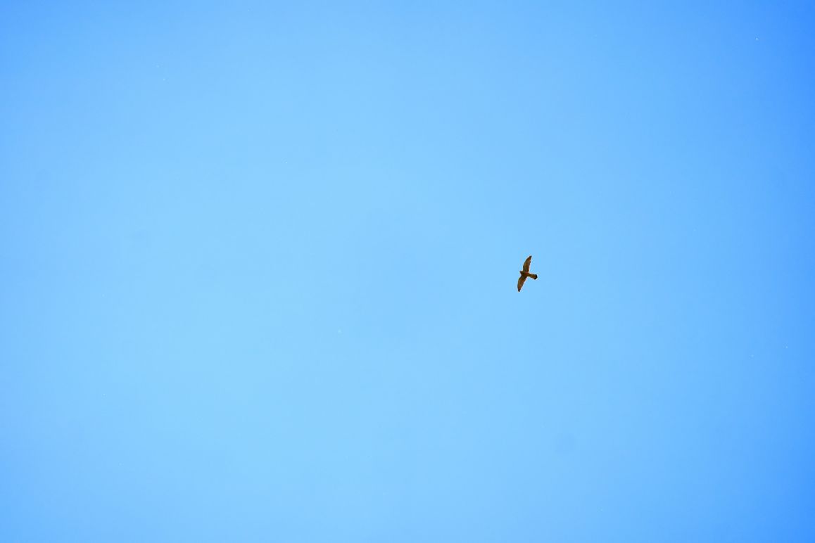 Turmfalken im Mai 2020 von Lina Loos